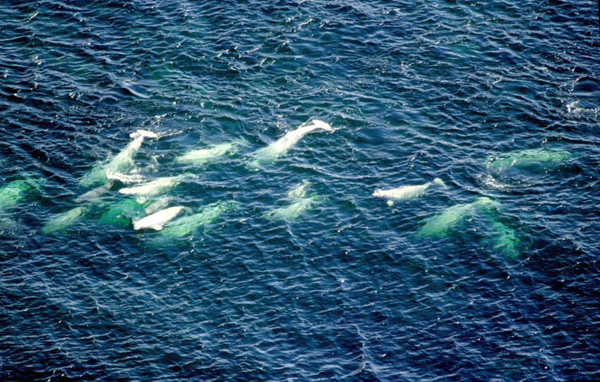 Beluga Whale Facts And Adaptations - Delphinapterus Leucas